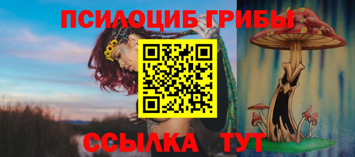 Знаменск  Псилоцибиновые грибы Psilocybine cubensis  Вход с VPN 